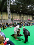 Keuring op de tafel in Engeland, Crufts 2020
